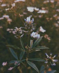 Close-up of purple flowering plant on field