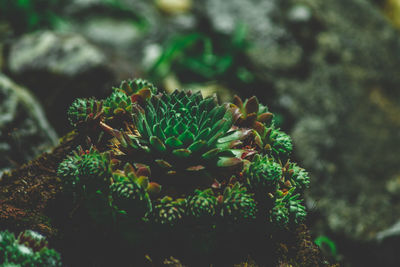 Close-up of succulent plant