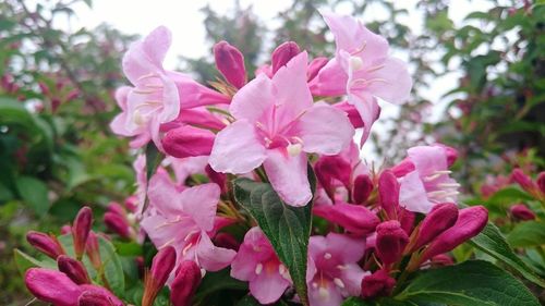 Close-up of pink flower