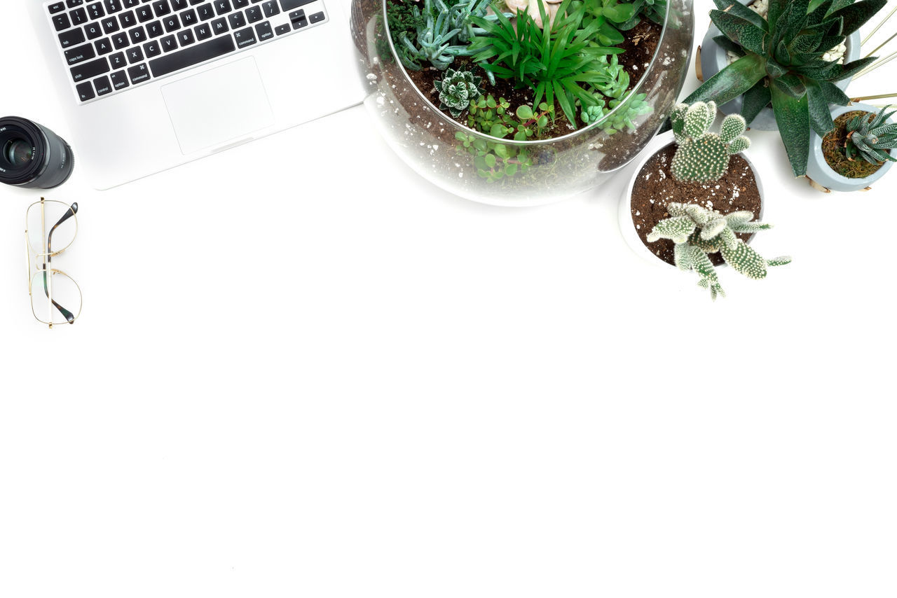 HIGH ANGLE VIEW OF POTTED PLANT ON WHITE TABLE