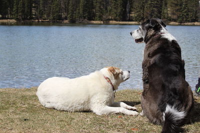 View of dogs on lake