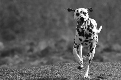 Portrait of dog running on field