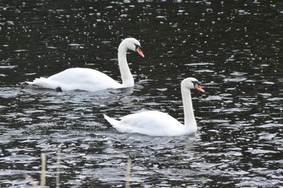 Swans swimming in lake