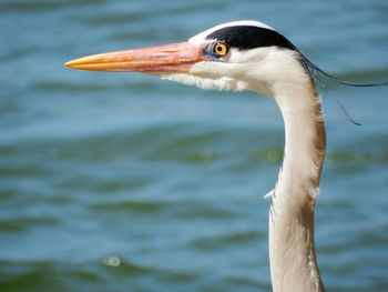 Close-up of a heron