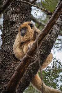 Close-up of monkey on tree