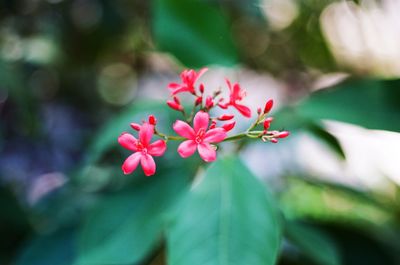 Close-up of pink flowers blooming outdoors