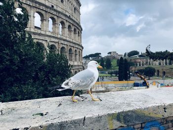 Seagull perching on retaining wall