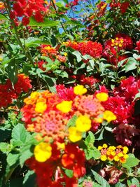 Close-up of multi colored flowers