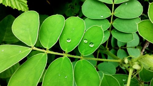 Close-up of fresh green plant