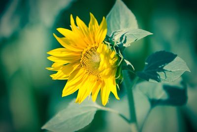 Close-up of yellow flower