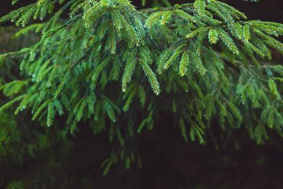 Close-up of fir tree