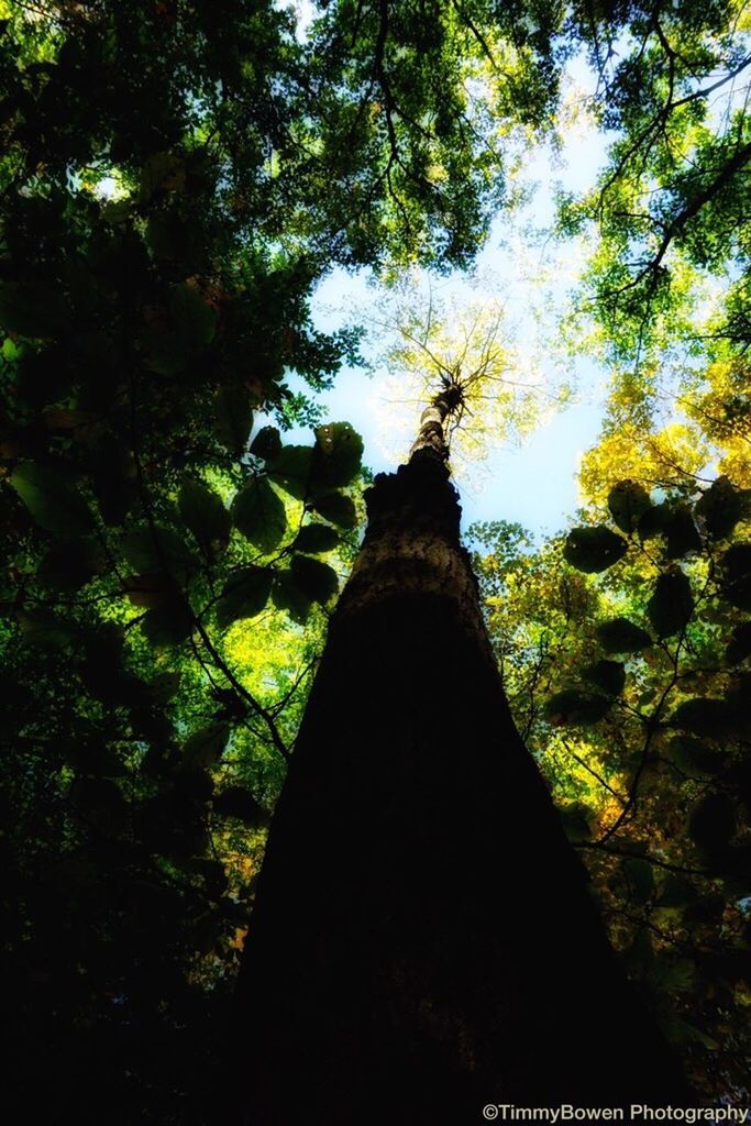 low angle view, tree, tree trunk, branch, forest, growth, tall, tall - high, tranquility, nature, scenics, sky, green color, green, outdoors, tranquil scene, day, tree canopy, beauty in nature, non-urban scene, treetop, lush foliage, contrasts