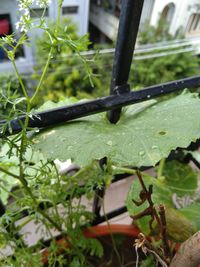 Close-up of wet plant