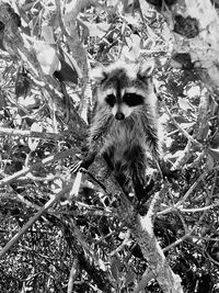 Portrait of monkey on tree in forest