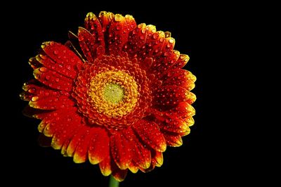 Close-up of red flower over black background