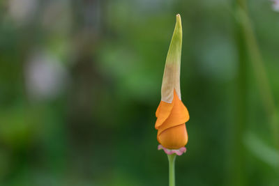 Close-up of orange flowering plant