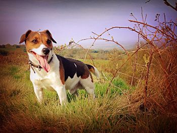 Dog on grassy field