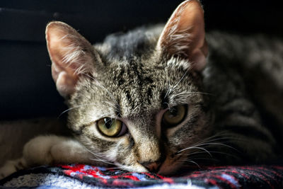 Close-up portrait of cat relaxing on bed at home