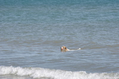 Dog swimming in sea