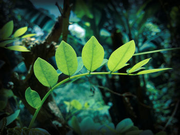 Close-up of plant
