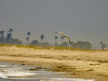 Seagull flying over the beach