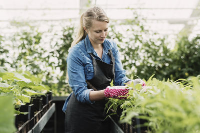 Gardener checking leaves of potted plants in greenhouse