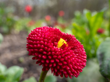 Close-up of yellow flowering plant