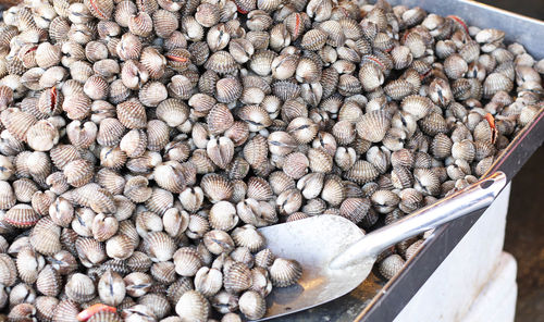 High angle view of shellfishes in container for sale