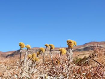 Surface level of yellow flowers against blue sky