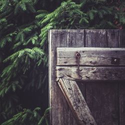 Close-up of wood against trees