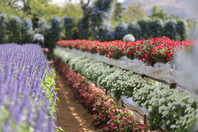 High angle view of plants on field