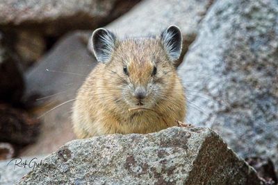 Close-up of squirrel on rock