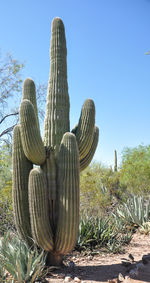 Cactus plants against blue sky