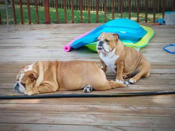 Dog relaxing outdoors