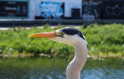 Close-up of a bird