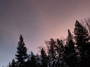 Low angle view of silhouette trees against sky during sunset