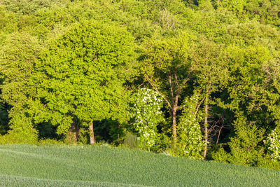 Trees growing in field