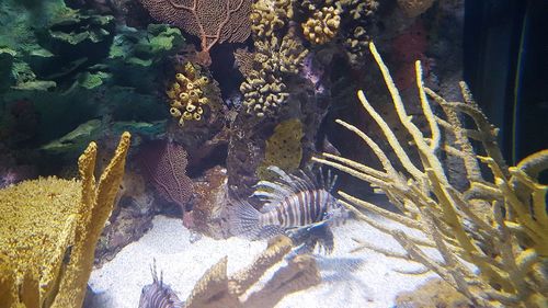 High angle view of coral swimming in sea