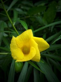 Close-up of yellow flower blooming outdoors