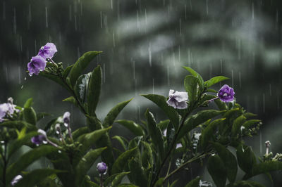 Close-up of purple flowering plants