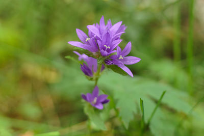 Close-up of purple flowers