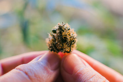 Close-up of hand holding leaf