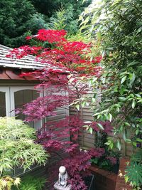 Flowers growing on tree