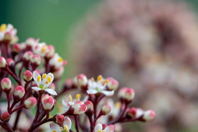 Close up of japanese skimmia flowers in bloom