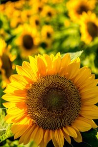 Close-up of fresh sunflower blooming in field