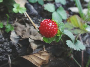 Close-up of strawberry growing on plant