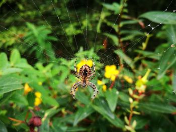 Close-up of spider on web