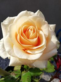 Close-up of rose flower against black background