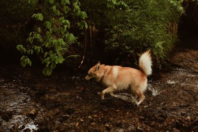 High angle view of dog running 