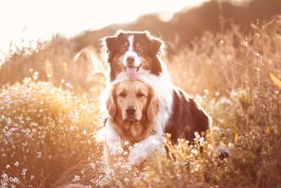 Portrait of dogs on field